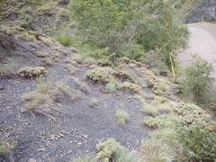Astragalus denudatus