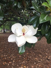 Magnolia grandiflora