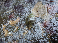 Acanthinucella