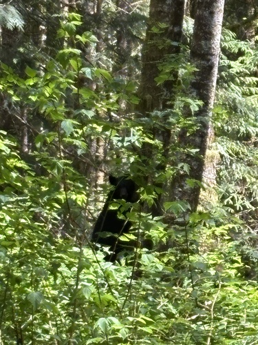 Black Bear