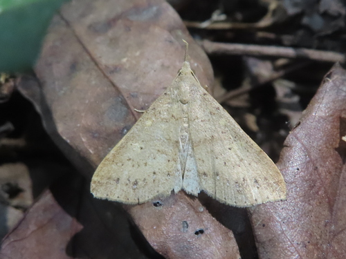 Dotted Renia Moth photo 4