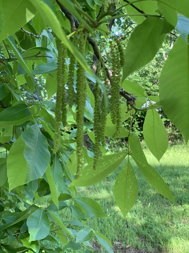 Shagbark hickory (Carya ovata)