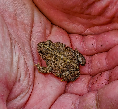 Western Toad photographed in Nevada