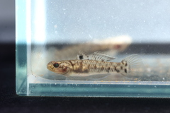Wilson's Goby photo 2