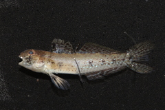 Nakedcheek Sandgoby photo 2