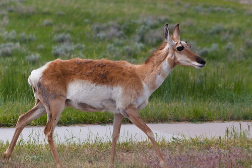 Pronghorn photographed in Wyoming