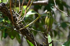Guarianthe aurantiaca