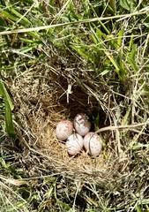 Eastern Meadowlark photo 6