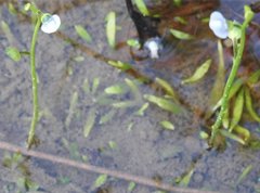 Utricularia uliginosa