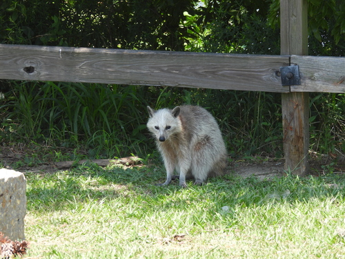 Common Raccoon photographed in Louisiana