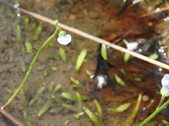 Utricularia uliginosa