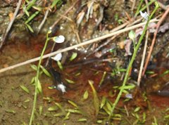 Utricularia uliginosa