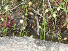 Utricularia uliginosa