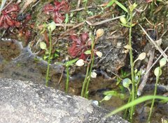 Utricularia uliginosa
