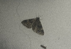 Metalectra richardsi