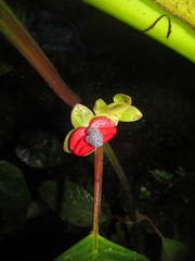 Drymonia brochidodroma