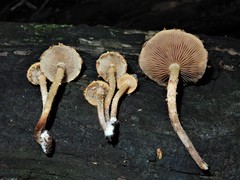 Pholiota subflammans