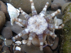 Halcampa decemtentaculata