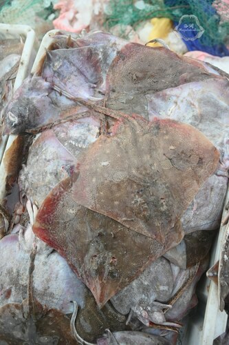 Sharpspine skate (Okamejei acutispina) — Rajidae