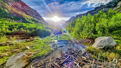 American Beaver photographed in Nevada