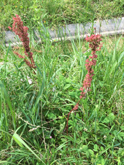 Rumex