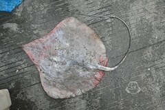 Sharpnose Ray photo 1