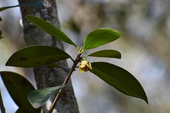 Ternstroemia tepezapote