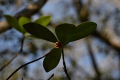 Ternstroemia tepezapote