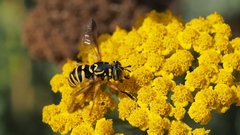 Spilomyia interrupta