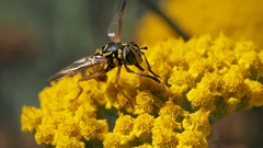 Spilomyia interrupta