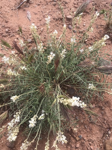 Astragalus flavus var. higginsii