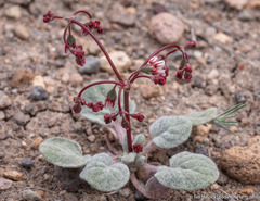 Eriogonum nutans nutans