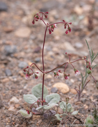 Dugway buckwheat (Eriogonum nutans)