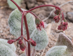 Eriogonum nutans nutans