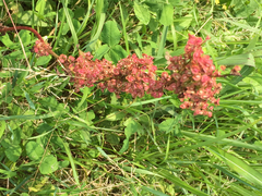 Rumex