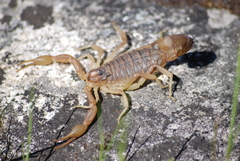Occitanus