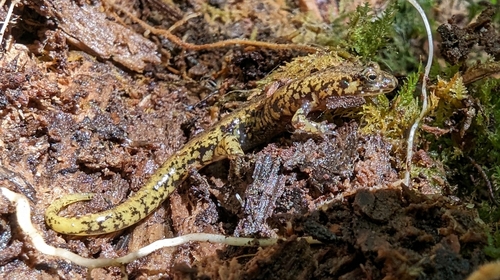 Cherokee Mountain Dusky Salamander