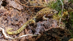 Cherokee Mountain Dusky Salamander