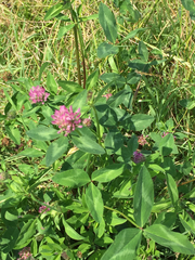 Trifolium pratense