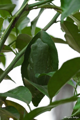 Rhacophorus malabaricus