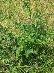 Trifolium pratense