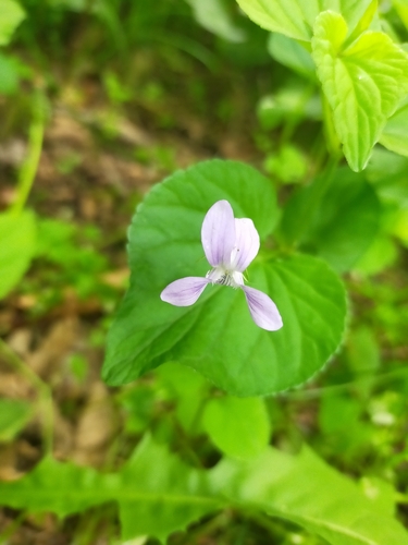 Image of Viola acuminata by no rights reserved