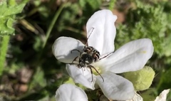 Trichiotinus texanus