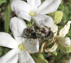 Trichiotinus texanus