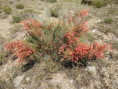 Ephedra procera