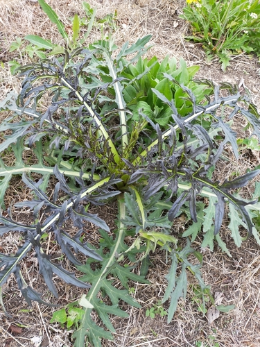Image of Pendulous Thistle (Cirsium pendulum) by no rights reserved