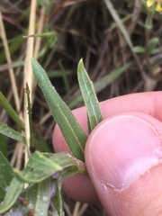 Mertensia lanceolata