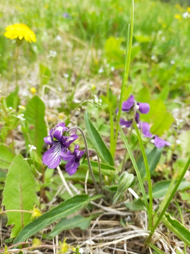 Image of Viola mandshurica by no rights reserved