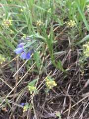 Mertensia lanceolata