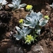 Dudleya white star ined - Photo (c) James Bailey, alguns direitos reservados (CC BY-NC), uploaded by James Bailey